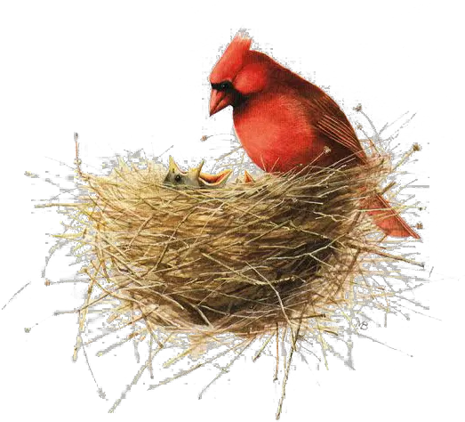 Download Hd Bird Painting Drawing Illustration Bird Nest Happy Mothers Day Marjolein Bastin Png Bird Nest Png