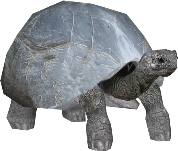 Tortoise Png Images 2 Image Aldabra Giant Tortoise Png Transparent Tortoise Png