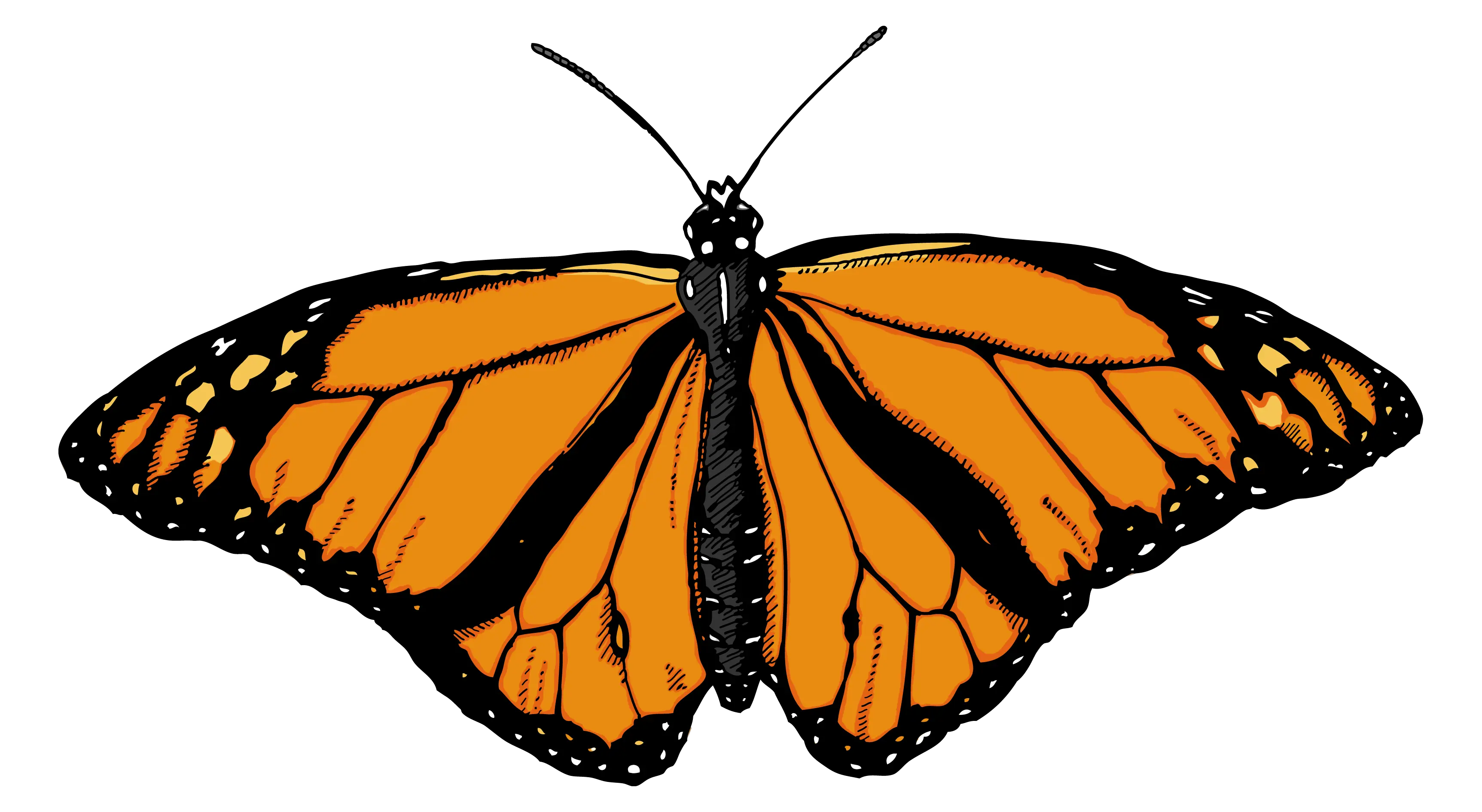 Butterflies Png Clipart